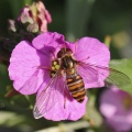 Episyrphus balteatus, hoverfly, Alan Prowse 30 11 11